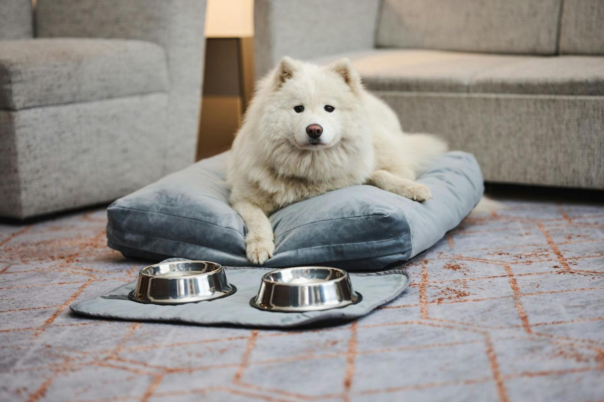 เชราตัน พอซนัน โฮเต็ล Hotel พอซนาน ภายนอก รูปภาพ A Samoyed dog