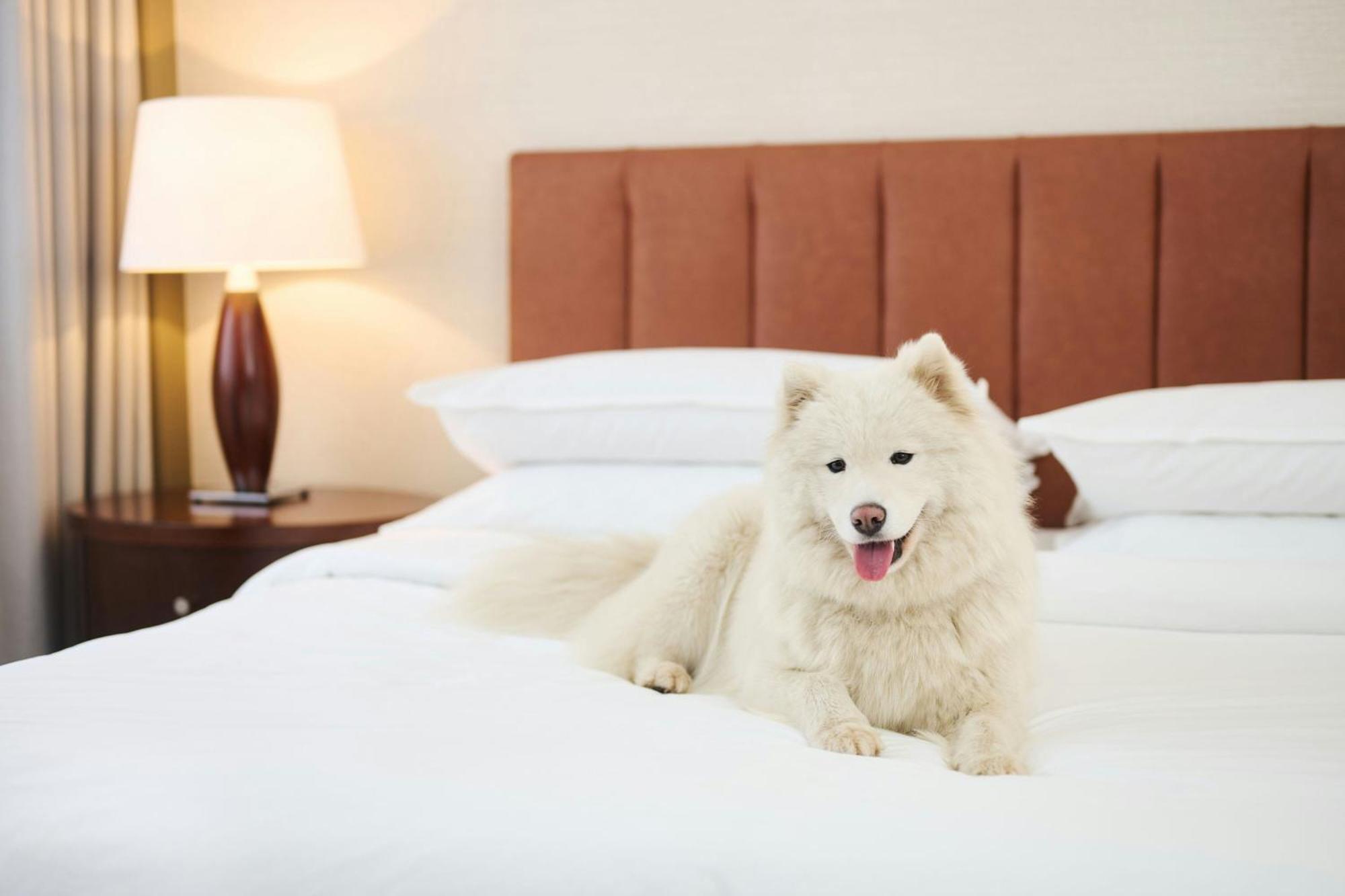 เชราตัน พอซนัน โฮเต็ล Hotel พอซนาน ภายนอก รูปภาพ A Samoyed on a bed
