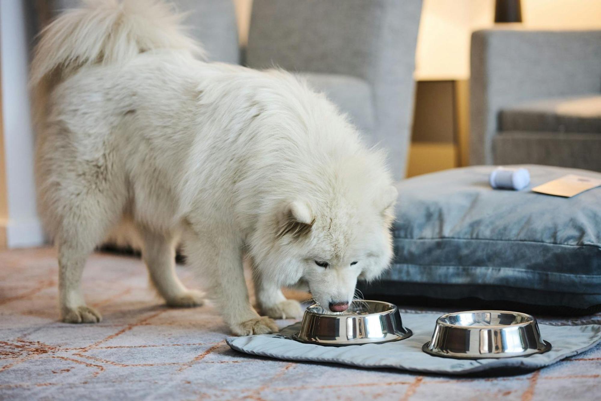เชราตัน พอซนัน โฮเต็ล Hotel พอซนาน ภายนอก รูปภาพ A Samoyed puppy